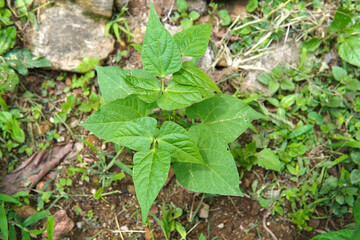 Bean plants growing in a garden in Costa Rica