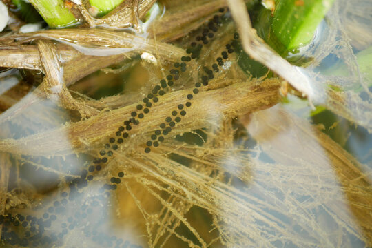 Common toad Bufo bufo European eggs frog close-up water reproduction spawn ball strings bottom north clump consist plant coupling underwater. Biodiversity of amphibian species spring time