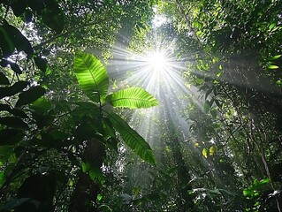preserving forests