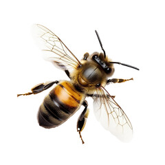 Honey bee isolated on a white background showcasing its detailed features and natural colors, Honey bee  isolated on white background