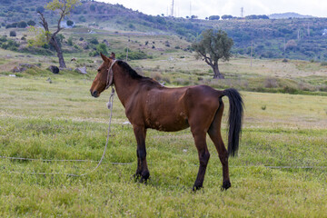 Obraz premium Skinny Horse on Grassy Farm