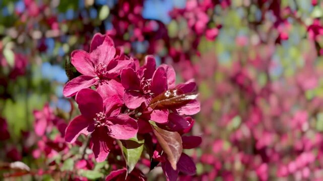  red blossom of apple malus floribunda