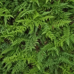 green fern background, green fern leaves, fern leaf background
