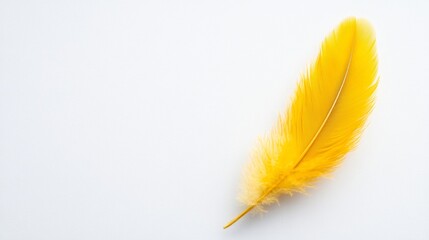Obraz premium Bright yellow feather displays unique textures and patterns, isolated on a white backdrop, highlighting the natural beauty of avian plumage with clear space for text