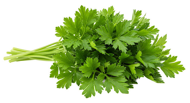 A bunch of fresh green parsley on a plain black background