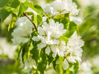 White blossoming apple trees. White apple tree flowers