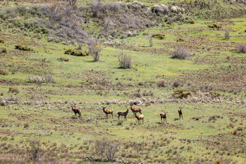 deer in the savannah