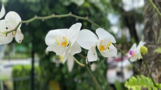 Phalaenopsis orchids blooming in white with pink and yellow centers on arching green stem
