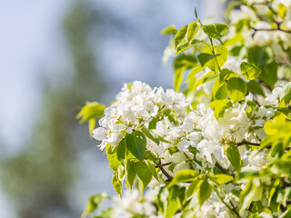 White blossoming apple trees. White apple tree flowers