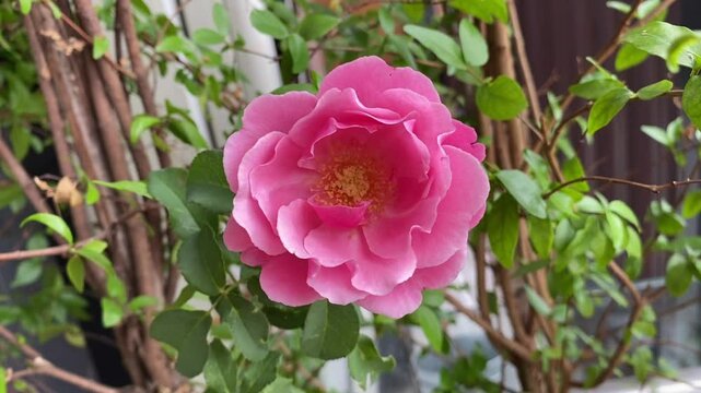 Pink rose in bloom shaking gently with green leaves and woody stems in natural light
