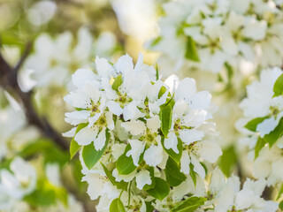 White blossoming apple trees. White apple tree flowers
