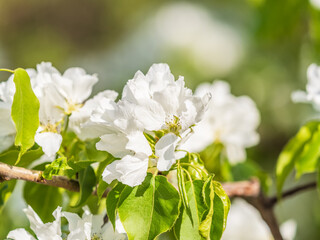 White blossoming apple trees in the sunset light. Spring season, spring colors.