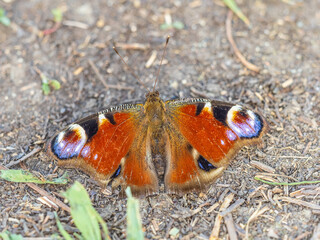 Peacock butterfly on the ground among the grass