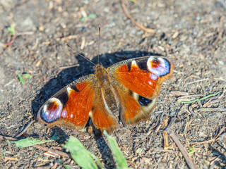 Peacock butterfly on the ground among the grass