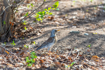 Wood bird Fieldfare, Turdus pilaris, on a sprng lawn.