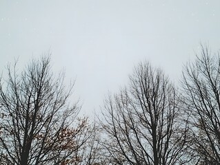 Fototapeta premium Bare Winter Trees Silhouette Against a Light Sky Nature Background Image