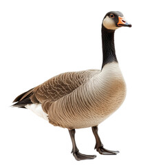Obraz premium Goose standing proudly with striking plumage and unique features in a well-lit setting