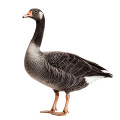Obraz premium Beautiful brown and gray goose standing gracefully on a white background showcasing its unique features