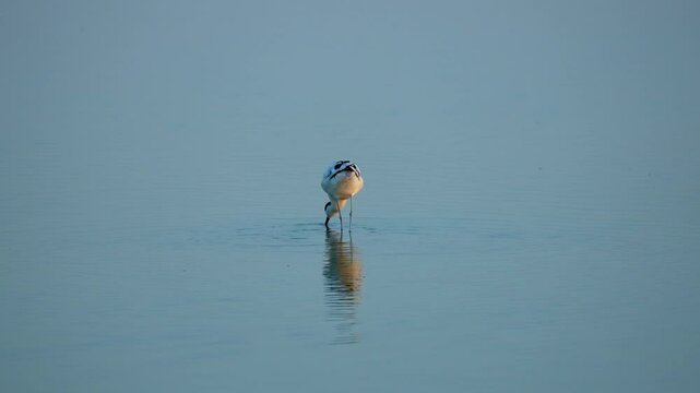 Pied avocet looking for food in the water in the morning
