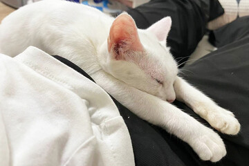 White purebred cat sleeps. Clean and neat cat rests in cozy and warm place.