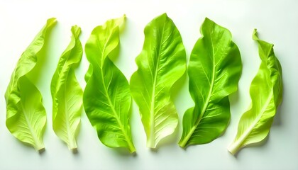 Corn Salad Leaves isolated on white background