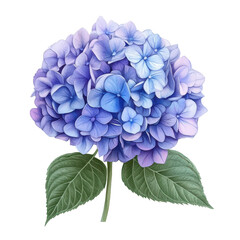 Vibrant blue and purple hydrangea blooms surrounded by lush green leaves in a serene setting