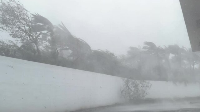 Major Hurricane Eyewall Thrashing Palm Trees Powerful Wind - Haikui