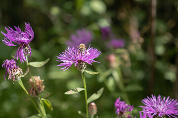 Bee on a Purple Wildflower Gathering Nectar