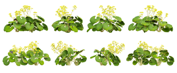 Farfugium japonicum flowers plant on transparent background, 3d illustration