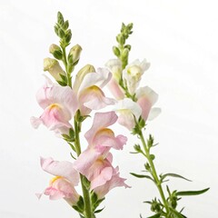Obraz premium pink lily isolated on white background