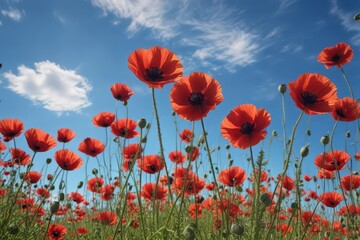 Obraz premium Crimson poppies sway gently under a vibrant blue sky , blue, nature photography, flower