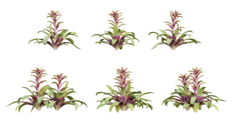 3d of Guzmania sanguinea flowers plant on transparent background, png illustration