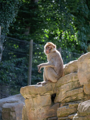 Monkey Relaxing on a Sunny Rock