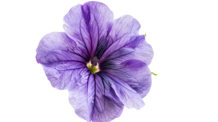 Purple flower on a white background.