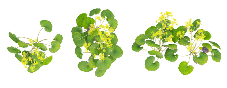 Top view of Farfugium japonicum flowers plant on transparent background, 3d illustration