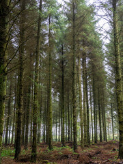 Lines of trees in pine forest