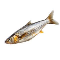 Naklejka premium Sardine Fish isolated on transparent background cutout element