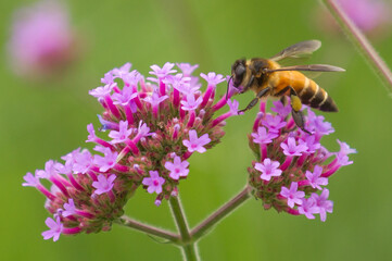 bee on a flower