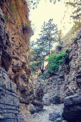 Exploring a narrow canyon with towering cliffs and vibrant vegetation