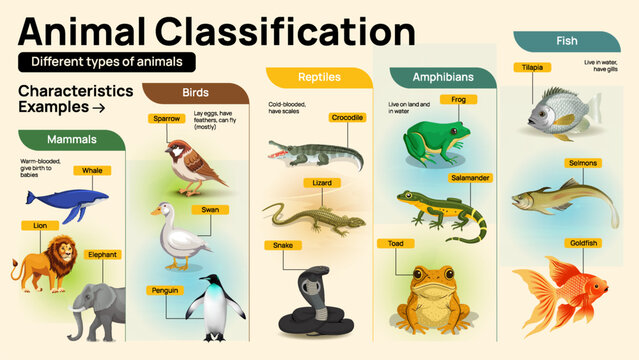 Animal Classification Chart – Mammals, Birds, Reptiles, Amphibians, and Fish Educational Infographic