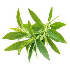 Fresh green herbs displayed on a white background, showcasing the vibrant, rich foliage ideal for culinary use and garnishes