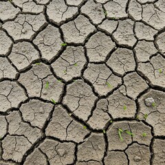 Cracked dry riverbed with green shoots breaking through
