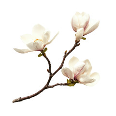 Obraz premium Delicate white magnolia blossoms on a twig captured in springtime bloom in a bright setting