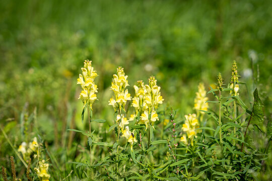 Linaria vulgaris blooms in the wild. Common toadflax, yellow toadflax or butter-and-eggs (Linaria vulgaris). An attractive lemon yellow flower in the family Plantaginaceae, growing in meadow. 