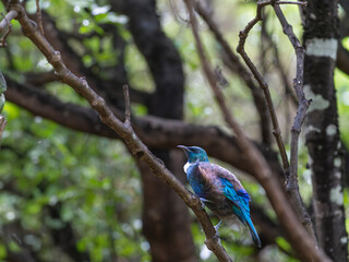 Tui in forest