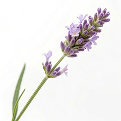 Naklejka premium lilac flowers on white background
