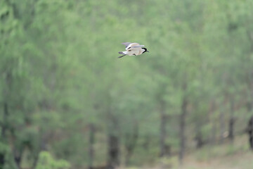 river lapwing in flight
