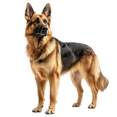 German shepherd png loyal dog png guard dog png smart dog png standing dog png pet dog png strong dog png transparent background image