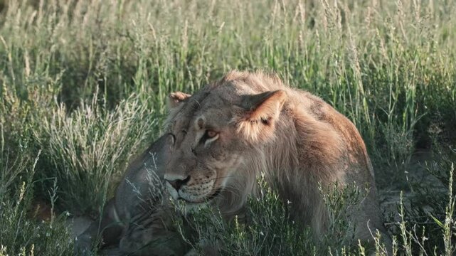 A young, male, Kalahari Lion with deep scars in his face, laying in long green grass