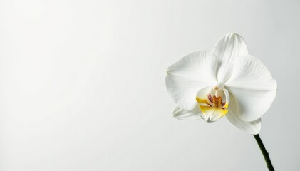 Obraz premium Delicate white orchid blossom on pure white backdrop, image, closeup